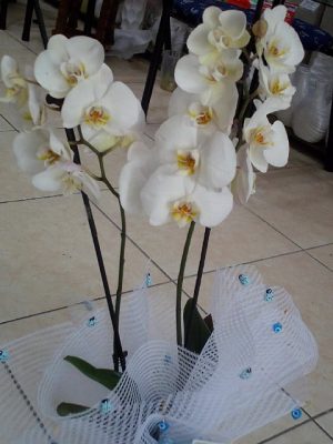 Phalaenopsis beyaz orkide