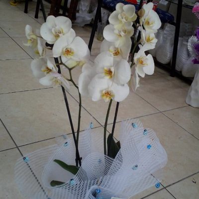Phalaenopsis beyaz orkide