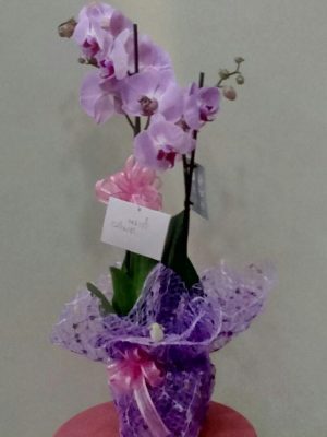 Lila Phalaenopsis Orkide Çiçeği
