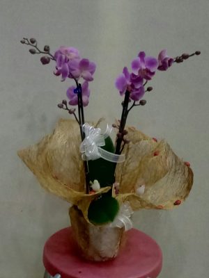 Mor Phalaenopsis Orkide Çiçeği ( 2 Dallı)