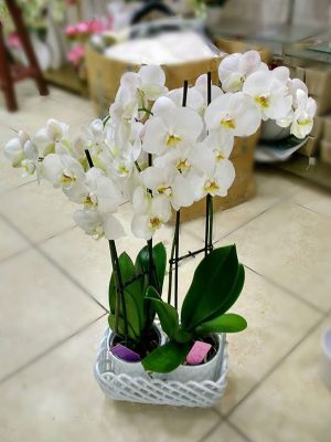 Bebegime Phalaenopsis Orkide Çiçeği - 4 DAL