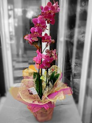 Fuşya Phalaenopsis Orkide Çiçeği -