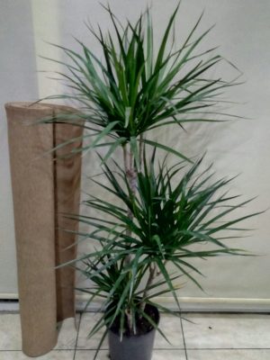3Lü Dracena Marginata