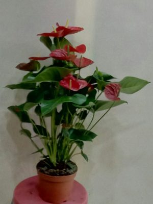 Antoryum
